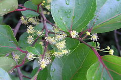 Flacourtia jangomas